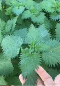 Nettles-Israeli-Urtica