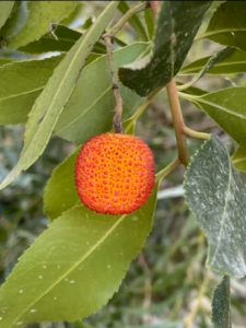 Madrone-Arbutus