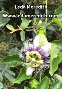 Passionflower