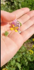 Pesech-Passover-Flower-Salad