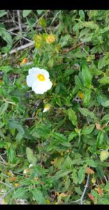 Rockrose-Cistus-salviifolius-and-Cistus-creticus