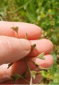 Shepherds-Purse-Capsella-bursa-pastoris-and-Mustard